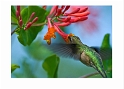 090409_5828 Ruby Throat Hummingbird